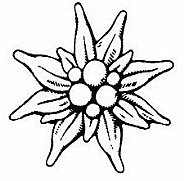 Эдельвейс эскиз