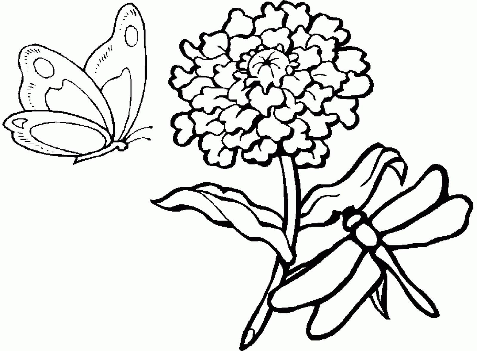 Раскраска бабочка над цветком