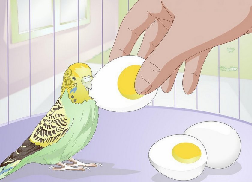 Можно попугаям яйцо вареное