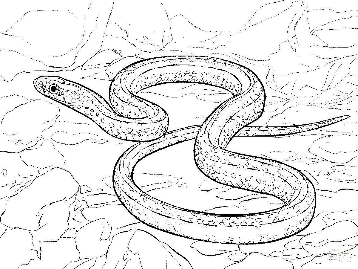Змей рисунок для детей гадюка раскраска