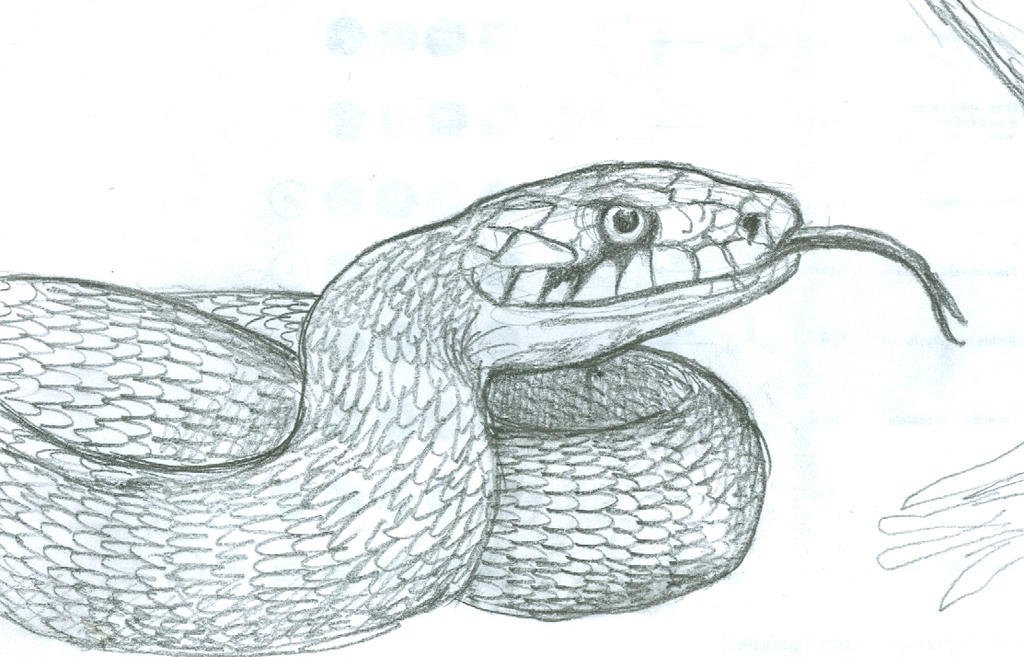 На каком рисунке гадюка. Змея карандашом. Змея карандашом для срисовки. Уж рисунок. Уж обыкновенный раскраска.