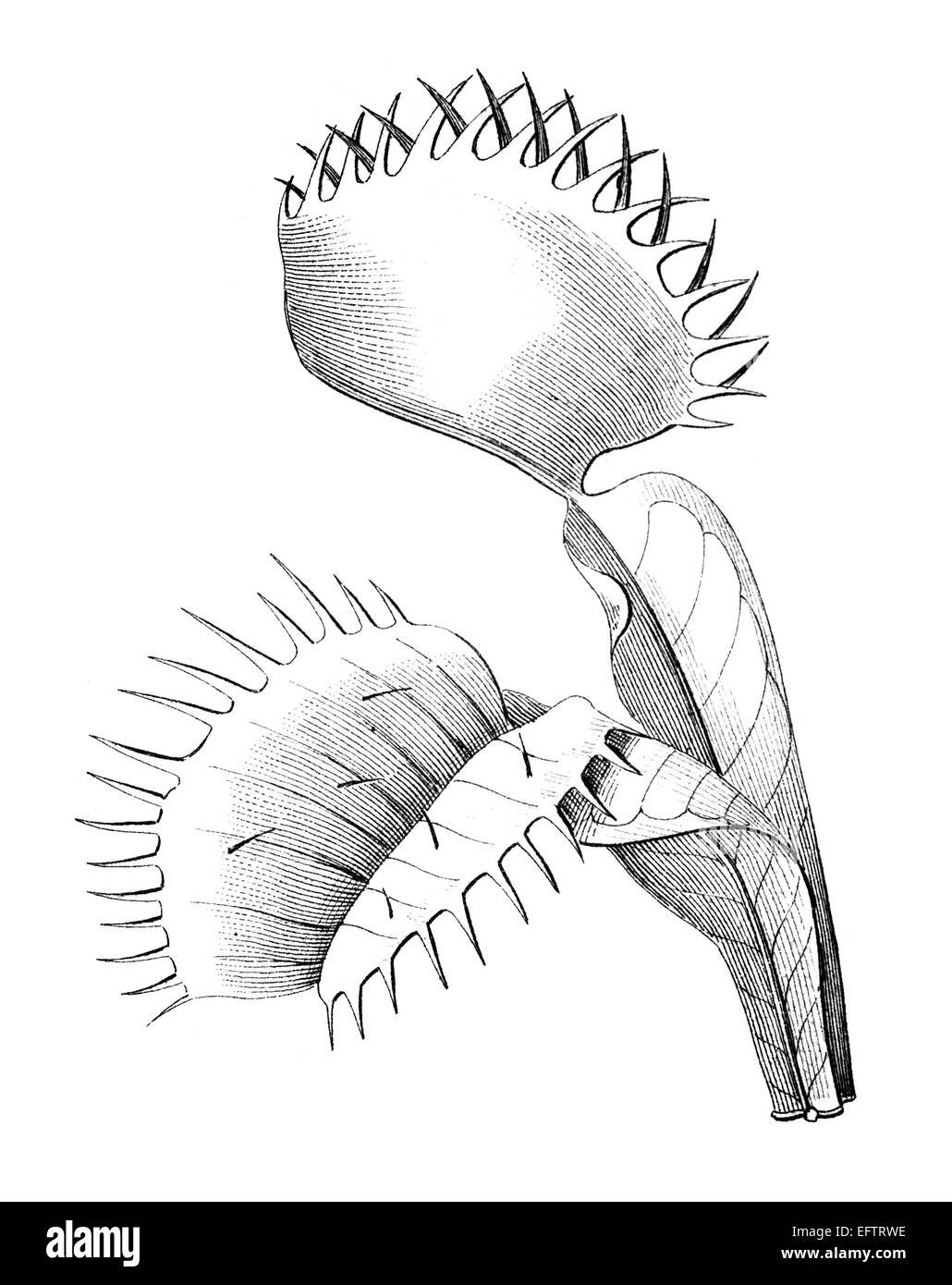 Венерина мухоловка рисунок карандашом