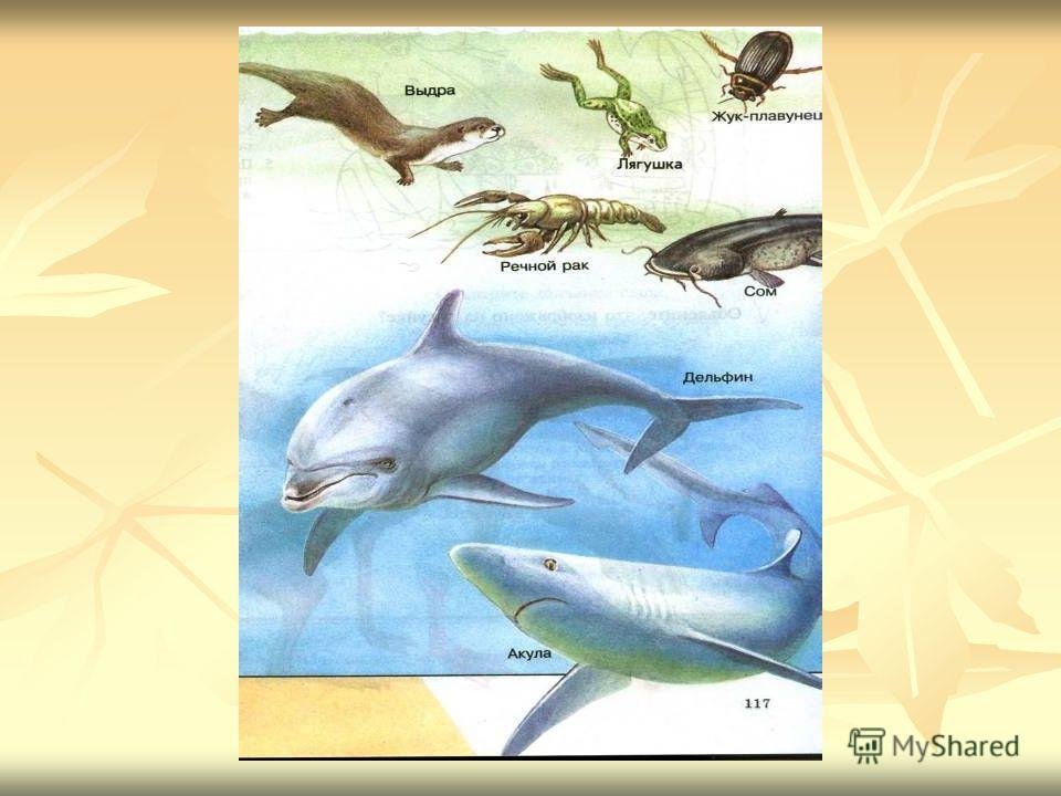 Разнообразие живых организмов в океане. Обитали врлной среды. Обитатели водной среды обитания. Организмы водной среды. Водная среда обитания организмов.