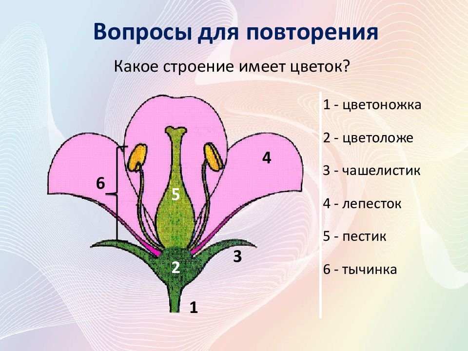 Органами размножения покрытосеменных являются. Строение цветка 6 класс биология покрытосеменных. Схема строения цветка покрытосеменных. Строение цветковых покрытосеменных растений. Покрытосеменные цветковые растения строение.