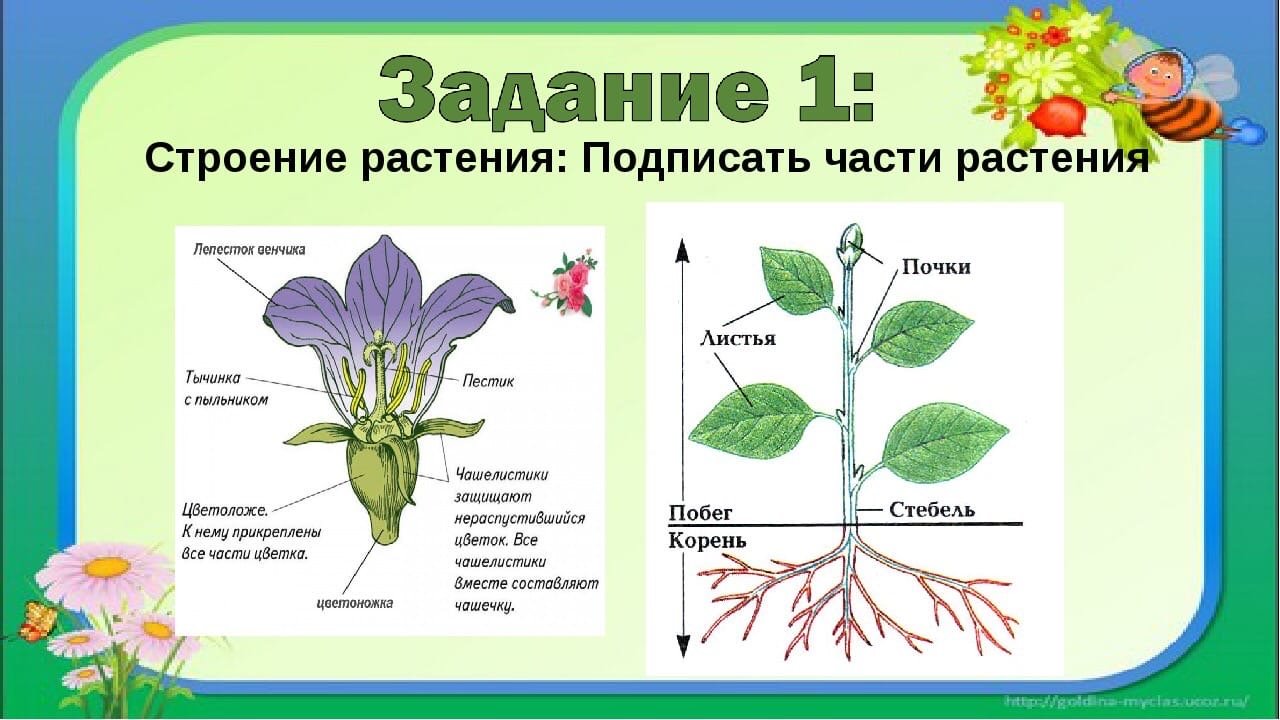 Назовите органов цветковых растений. Строение растения. Строение растения схема. Строение органов растений. Растия строение.