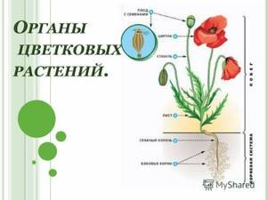 Покрытосеменные строение и размножение