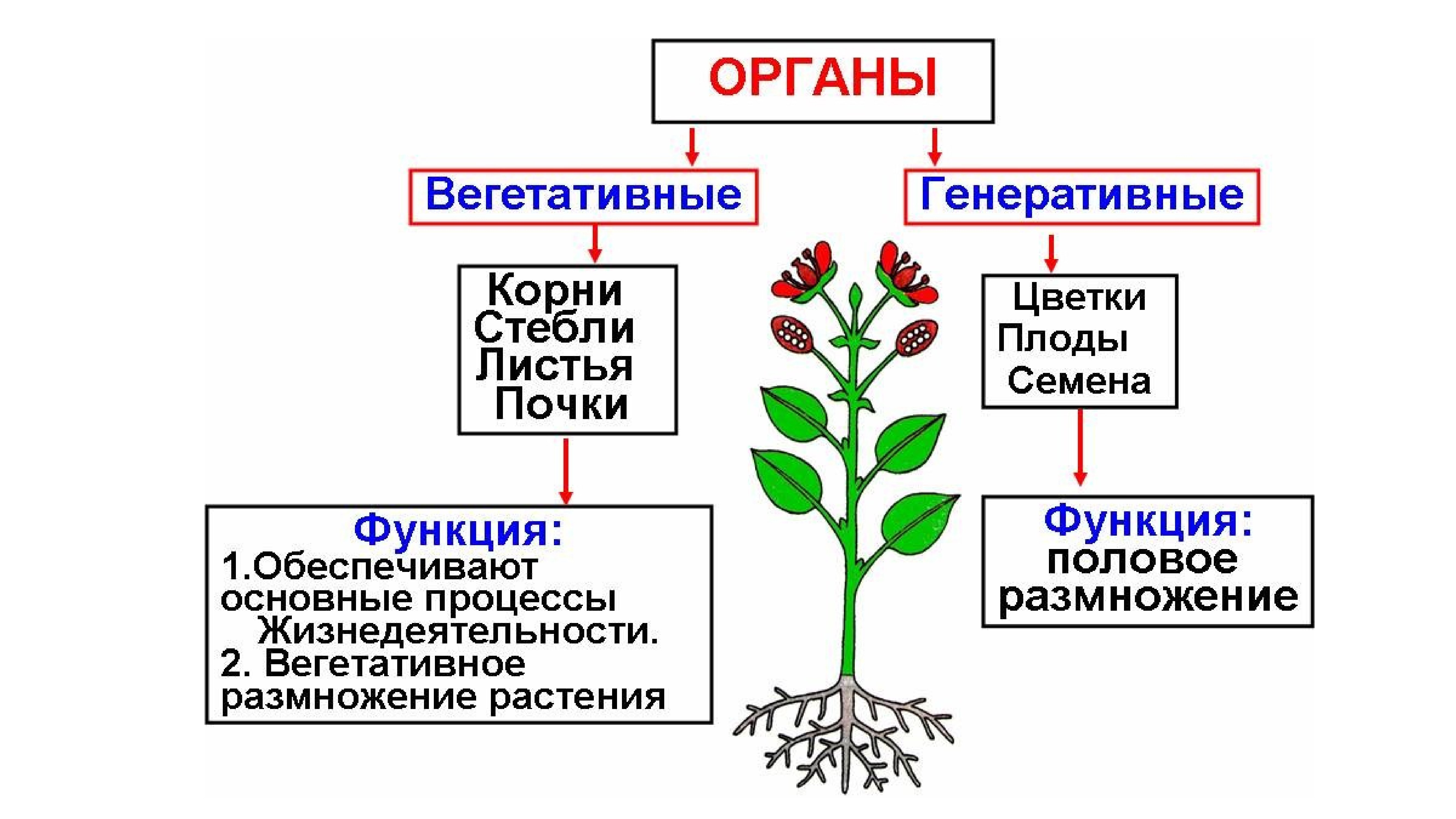 Органы растения вегетативные и генеративные схема