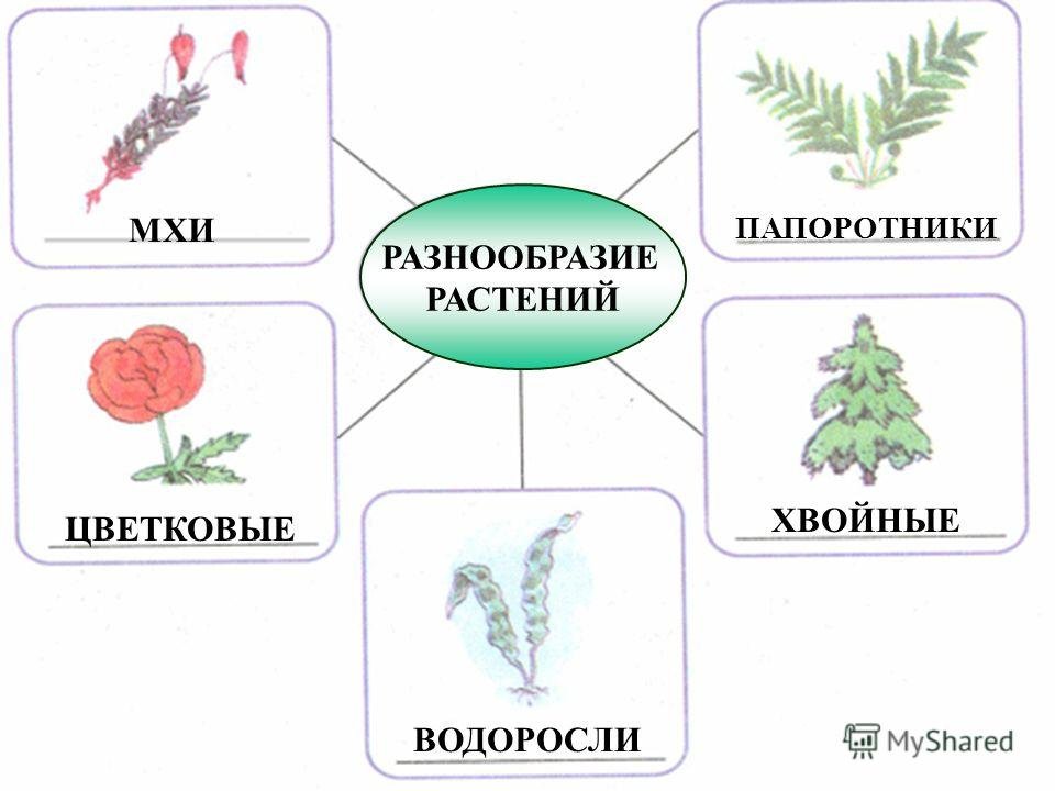Разнообразие растений. Схема группы растений 3 класс окружающий мир. Разнообразие растений схема. Разнообразие растений 3 класс. Разнообразие растений 3 класс окружающий мир.