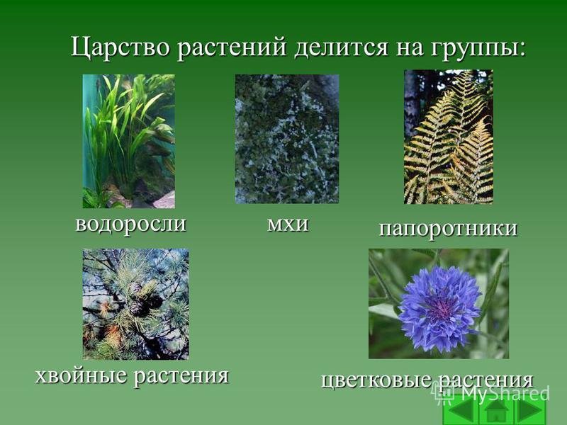 Группа растений которых является. Разнообразие растений. Царство растений. Группы растений. Представители царства растений.