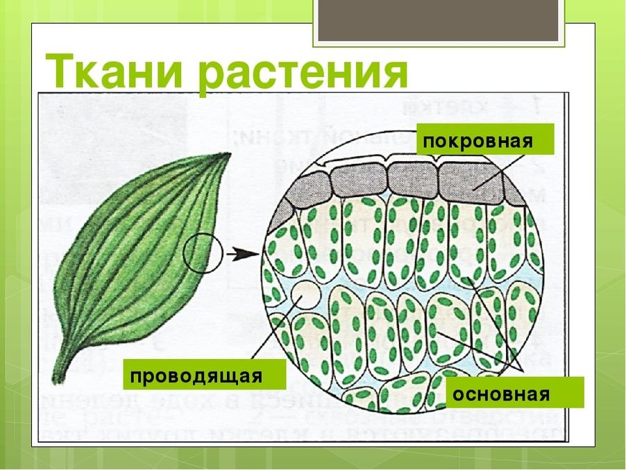 Какие ткани имеются в растениях