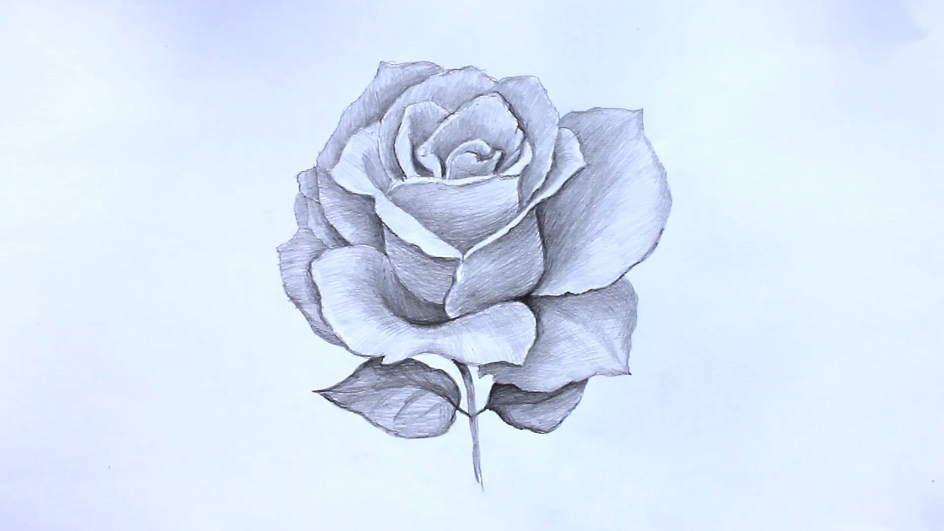Рисунок розы карандашом для срисовки
