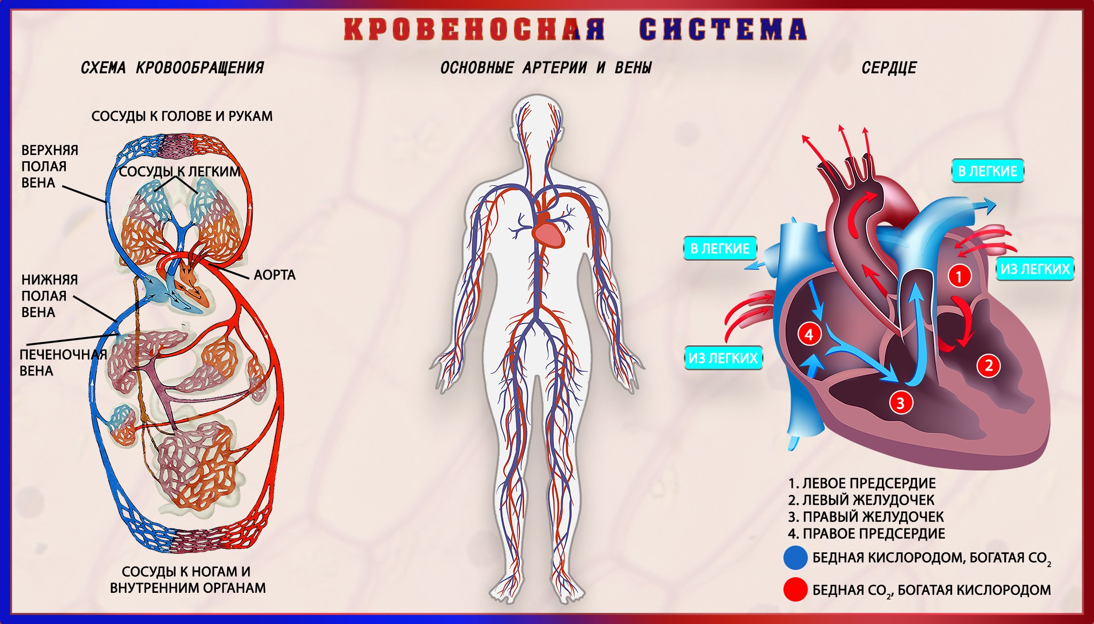 Схема кровеносной системы человека таблица