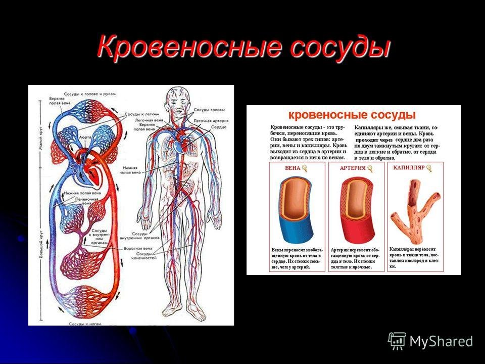 Назвать органы кровеносной системы. Кровеносная система. Органы кровеносной системы. Кровеносная система схема.