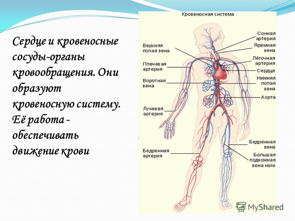 Сосудистая система человека образована сосудами трех. Кровеносная система кровообращение. Кровеносная система человека схема 3 класс. Схема системы кровообращения человека анатомия. Кровеносная система организма 3 класс.