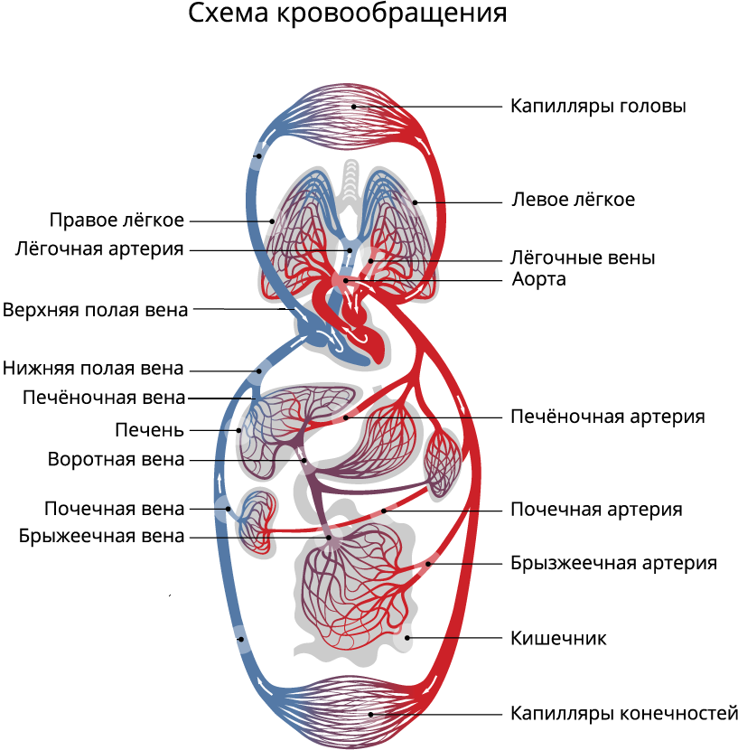 Малый и большой круг кровообращения человека схема анатомия. Сердце анатомия малый и большой круг кровообращения. Схема артерий малого круга кровообращения человека. Круги кровообращения 8 класс биология схема. Кровеносная система биология 8 класс контрольная