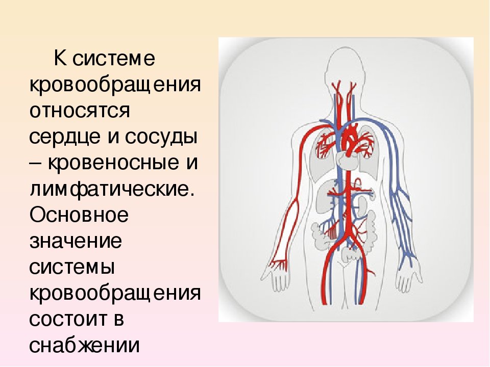 Перечисли органы кровообращения