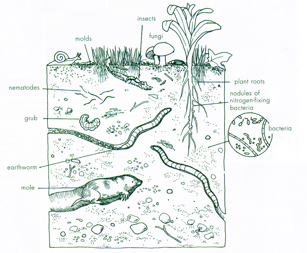 Задания по теме среда обитания. Организмы в почве. Обитатели почвы рисунок. Почва задания для дошкольников. Почва и подземные обитатели.