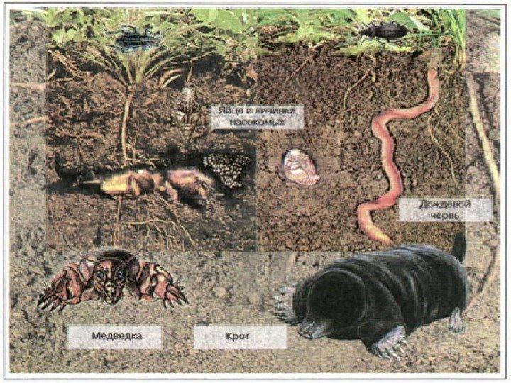 Подземная жизнь кротов. Обитатели почвы 5 класс биология. Среда обитания почва обитатели. Организмы в почве. Животные обитающие в почве.