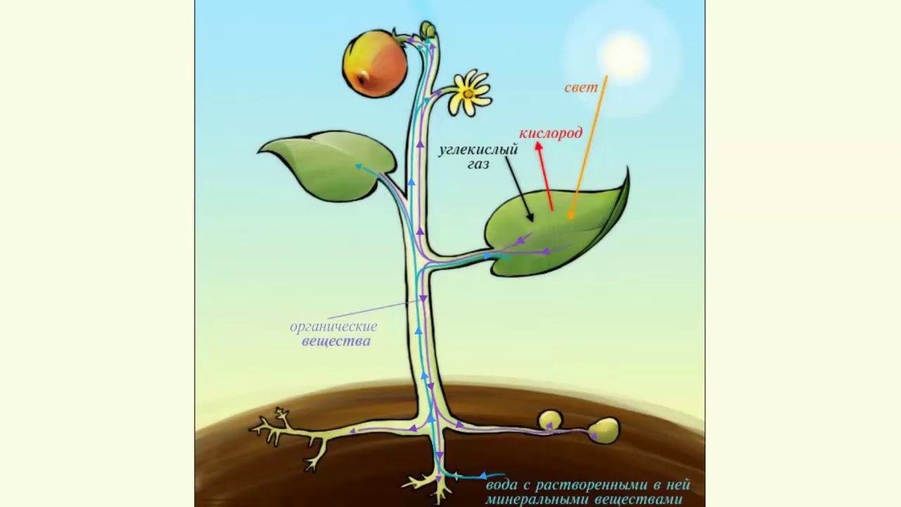Какие организмы выделяют кислород. Схема фотосинтеза у растений биология. Питание и фотосинтез растений рисунок. Процесс питания растений. Схема питания растений.