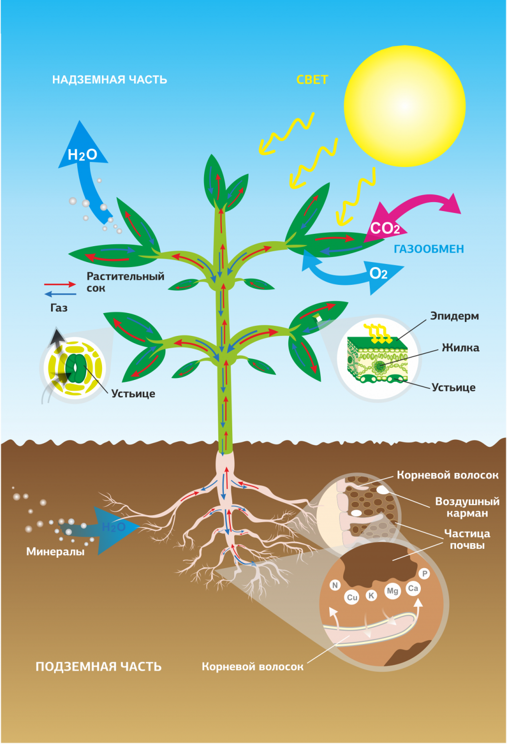 Процессы в жизни растений 5 класс биология. Питательные вещества для растений. Схема питания растений. Питательные вещества для растений в почве. Поступление воды в растение.