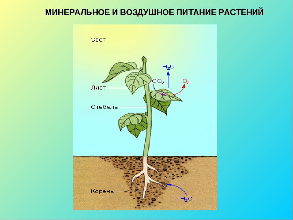 Минеральное питание растений тест по биологии 6. Питание растений. Миндальное питание растений. Сообщение о воздушном питании растений. Чем питаются растения.