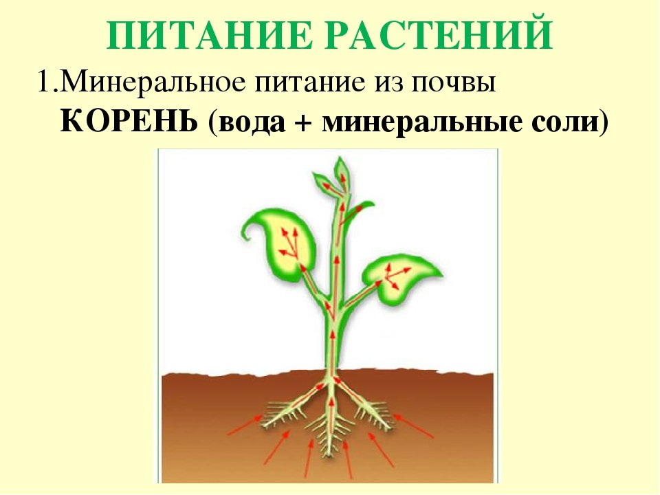 Питание корня ответ. Минеральное питание растений. Схема питания растений. Минеральпитание растения. Миндальное питание растений.