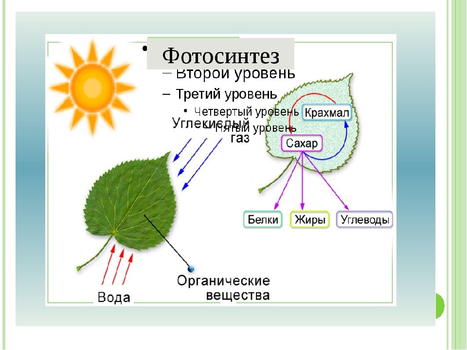 При фотосинтезе растениями используется. Дерево биология 6 класс фотосинтез. Схема фотосинтеза 6. Фотосинтез растений схема 6 класс. Схема фотосинтеза 6 класс биология.