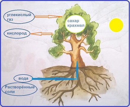 Почвенное дыхание растений