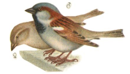 Домовый Воробей