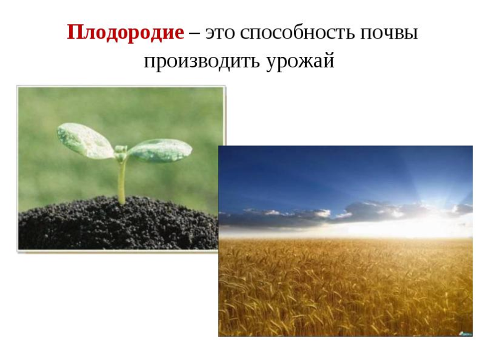 Плодородие это свойство почвы которое. Почва. Плодородие. Плодородие почвы. Плодородие рисунок.