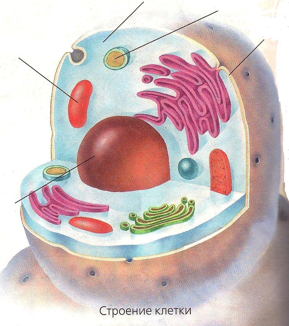 Модель клетки животного 5 класс биология рисунок