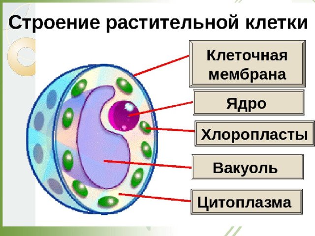 Строение клеток рисунок 5 класс. Структура клетки 5 класс биология. Строение клетки 5 класс биология. Биология 5 класс тема клетка. Биология 5 класс тема строение клетки.