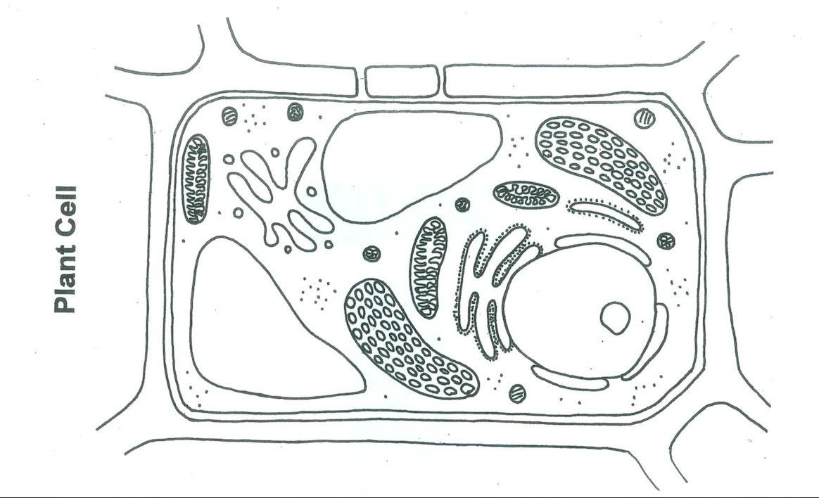 Рисунок растительной клетки с обозначениями 6. Строение растительной клетки 5 класс биология черно белый рисунок. Контур растительной клетки строение. Строение растительной клетки чб. Строение растительной клетки рисунок с подписями.