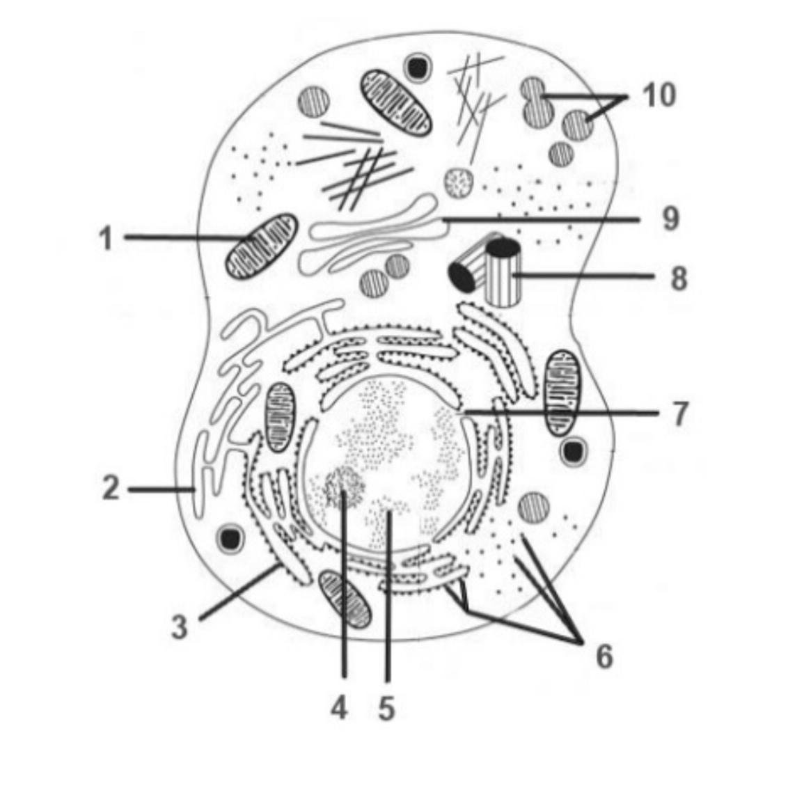 Схема строения животной клетки без подписей