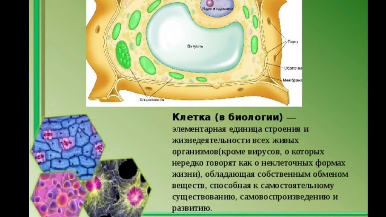 Полость в цитоплазме клетки 7 букв. Вакуоль клетки 5 класс биология. Строение растительной клетки 6 класс биология Пасечник. Строение мембраны растительной клетки. Вакуоль мембрана биология 6 класс.
