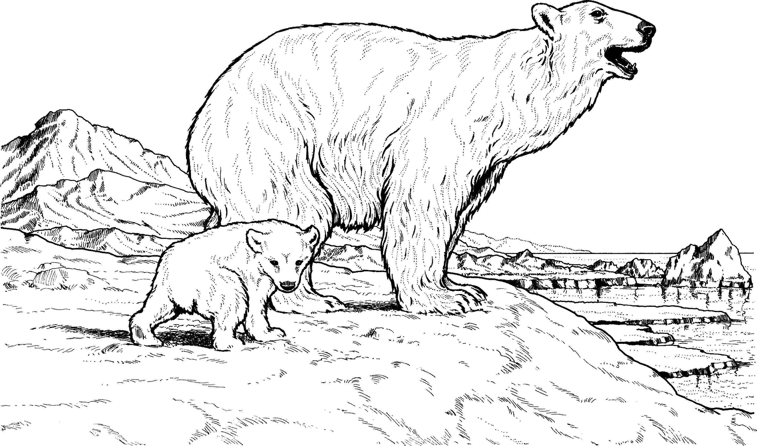 Раскраски животных Арктики для детей