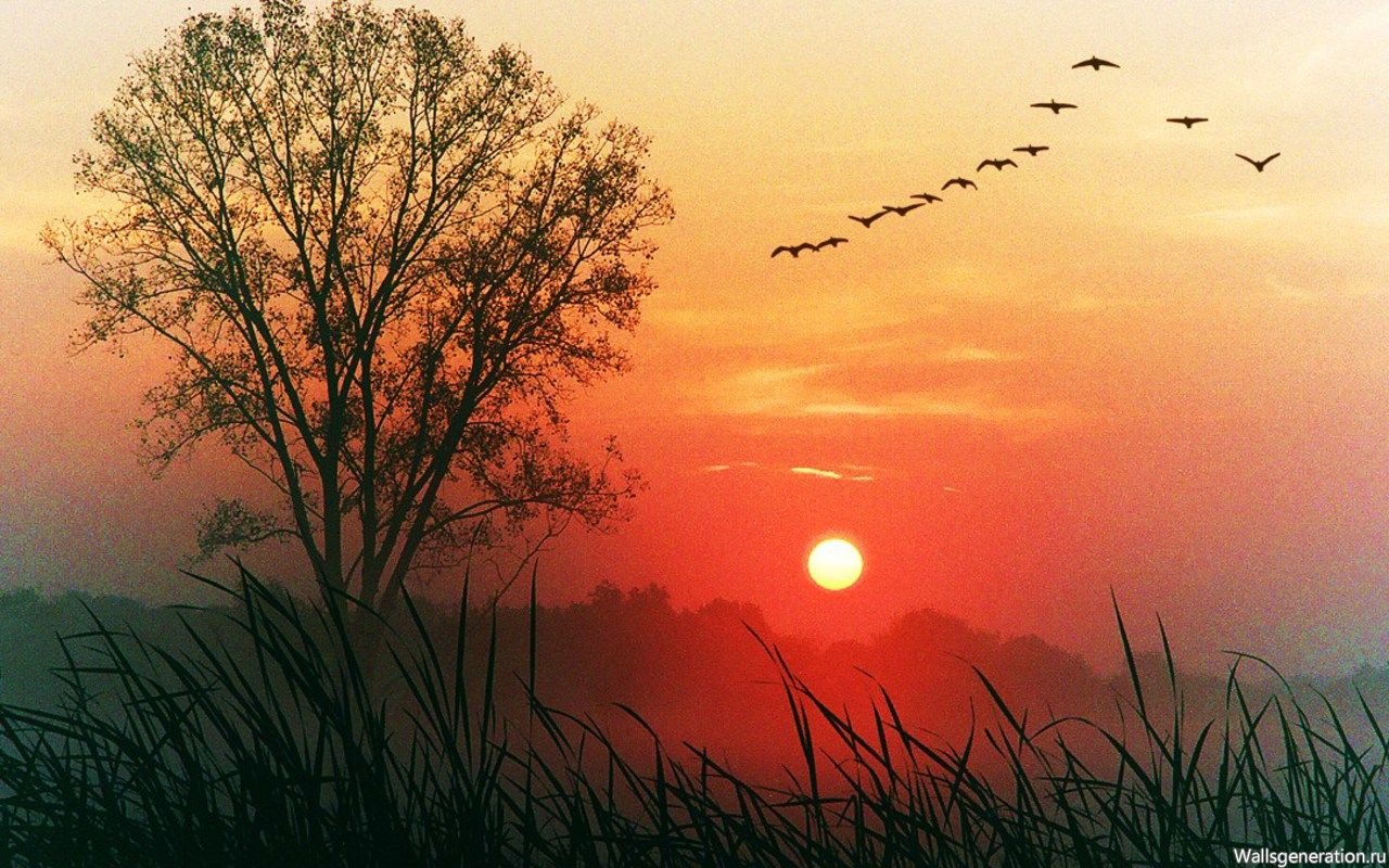 Разлилась заря вдали алым. Птицы на Восходе солнца. Чудесный закат. Рассвет солнца.