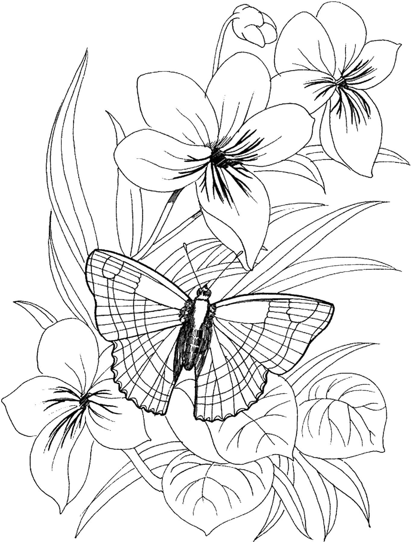 Бабочка на цветочке раскраска