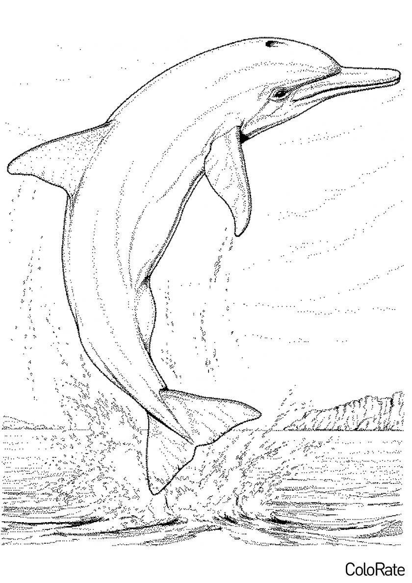 Дельфин Афалина раскраска Черноморская
