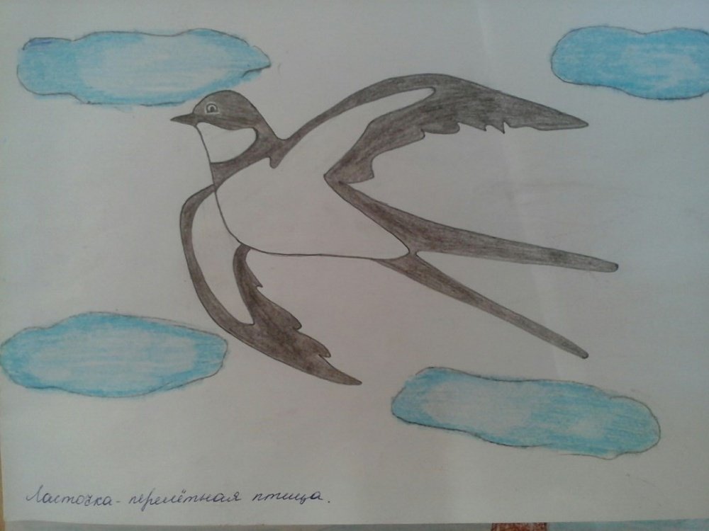 Рисование тема перелетные птицы в подготовительной. Перелетные птицы Башкирии. Перелетные птицы Башкирии рисунки. Рисование перелетные птицы. Рисование для детей подготовительной группы перелетные птицы.