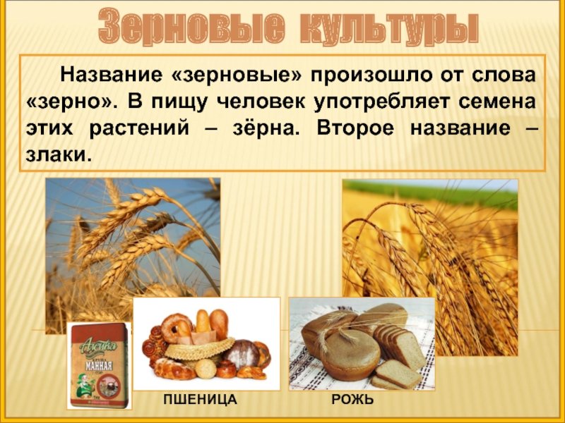 Из какой зерновой культуры делают хлеб. От зерна до каравая. От зернышка до каравая. Хлеб от зерна до каравая. Зерно для презентации.
