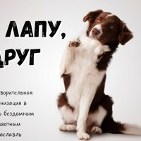 Плакаты в защиту бездомных животных