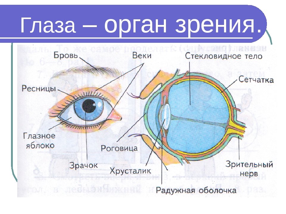 Глаза это орган чувств. Анатомические структуры органа зрения анатомия. Органы чувств анатомия глаз. Орган зрения строение глаза. Строение органа зрения (строение глазного яблока)..