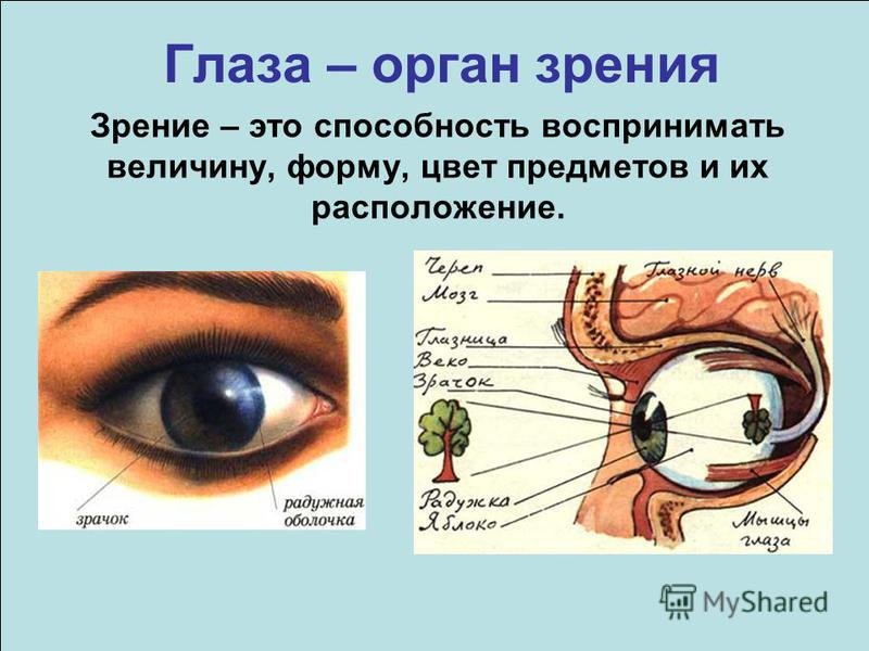 Тест по теме органы зрения. Орган чувств глаза 3 класс. Органы чувств строение органов зрения. Глаза орган зрения. Зрение орган чувств глаз.