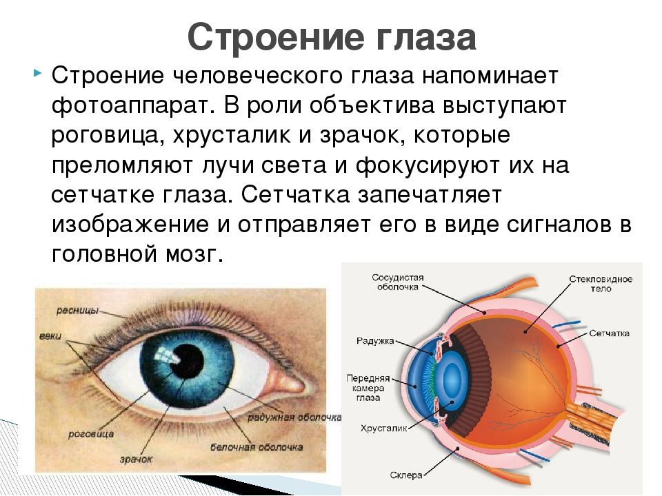 Из чего состоит глаз фото глаз