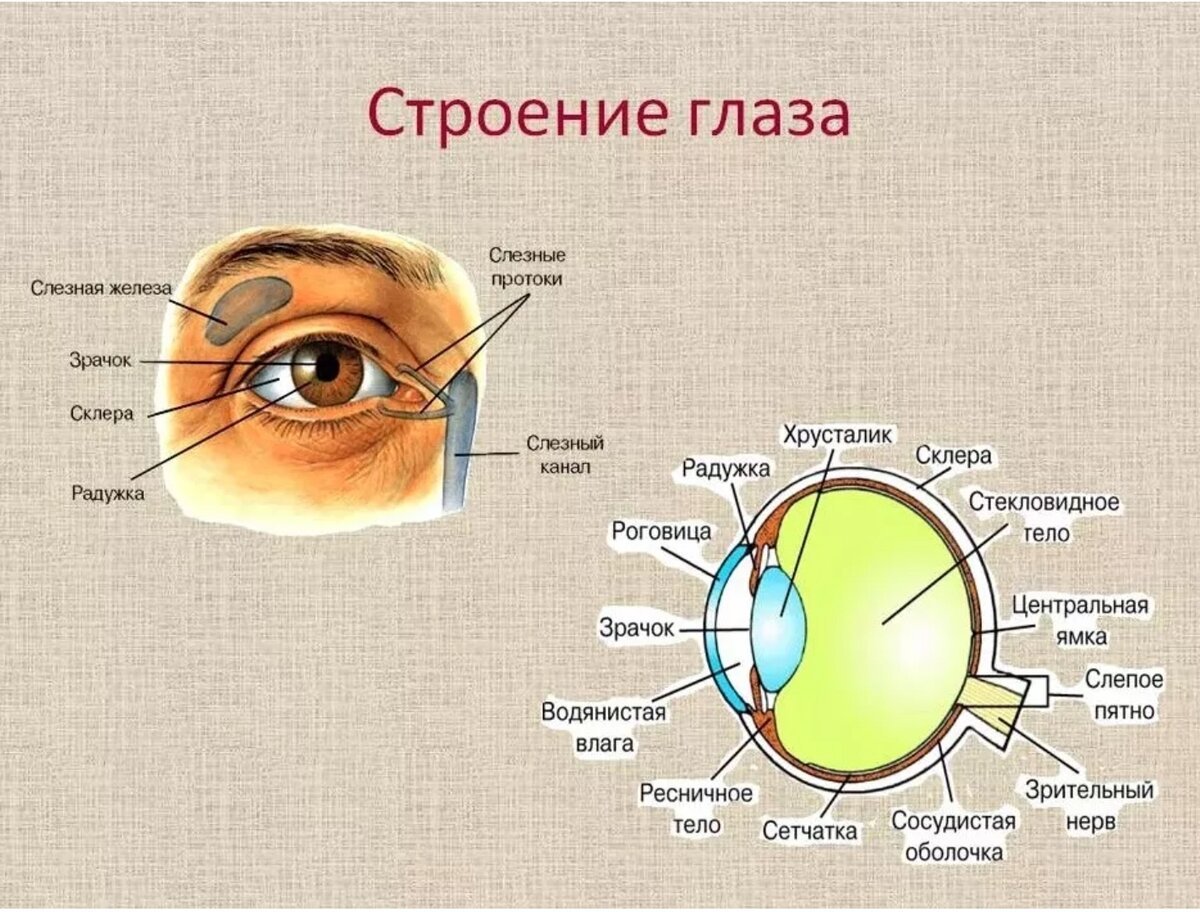 Строение глаза анатомия