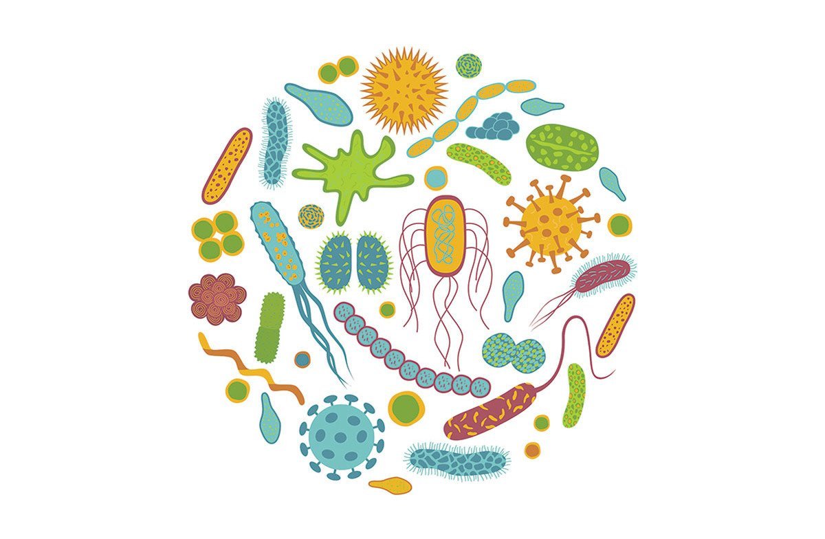 Царство бактерии бацилла