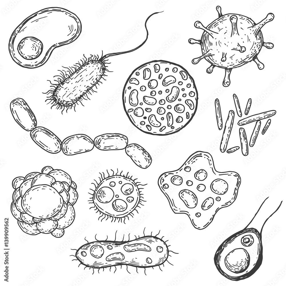 Бактерии чб