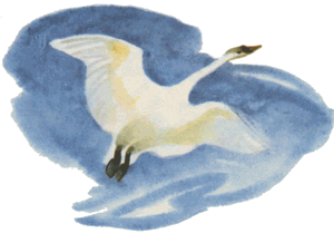 Раскраска лебедь с лебедятами