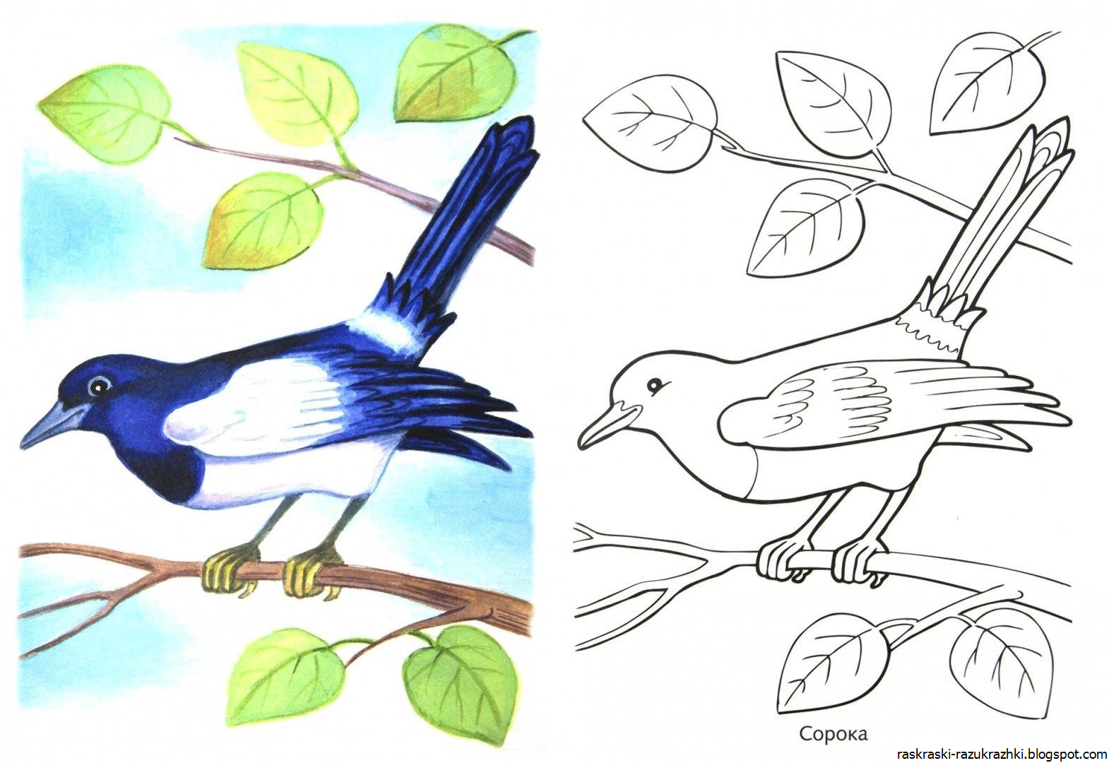 Перелетные птицы картинки для детей распечатать. Птица рисунок. Птицы раскраска для детей. Перелётные птицы картинки для детей раскраски. Зимующие птицы раскраски для детей.
